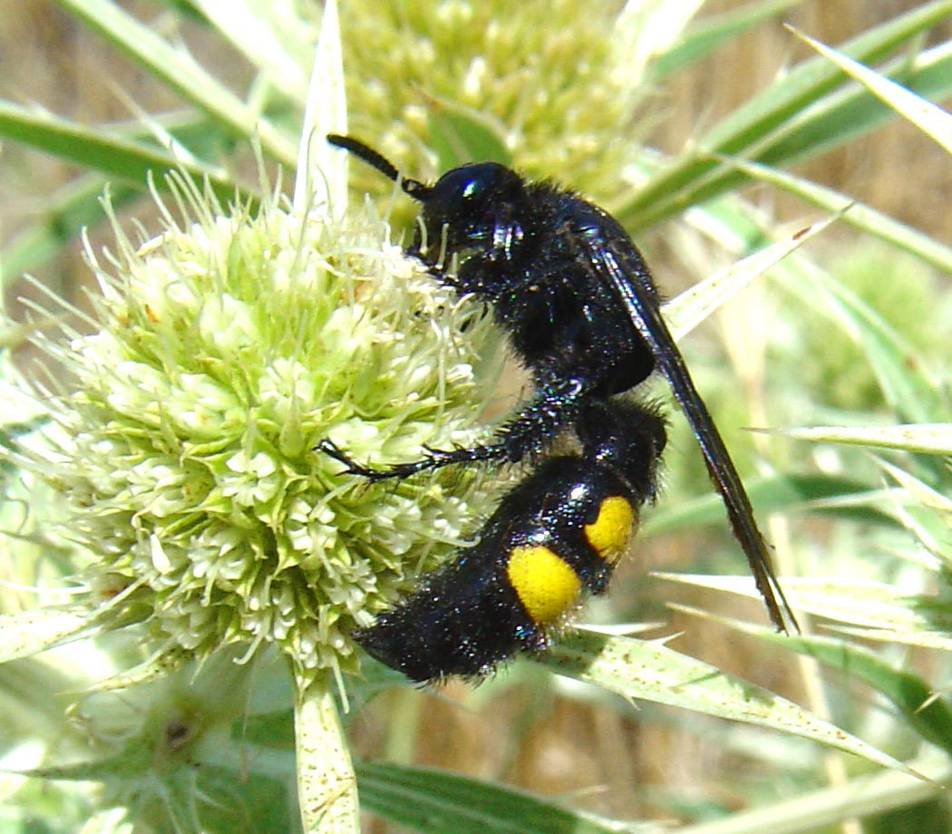Scolia flavifrons e Scolia hirta (Hymenoptera)